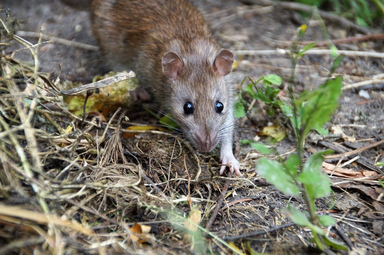 The 7 Most Common Types of Rodent Traps | Crown & Shield Pest Solutions