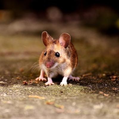 a deer mouse