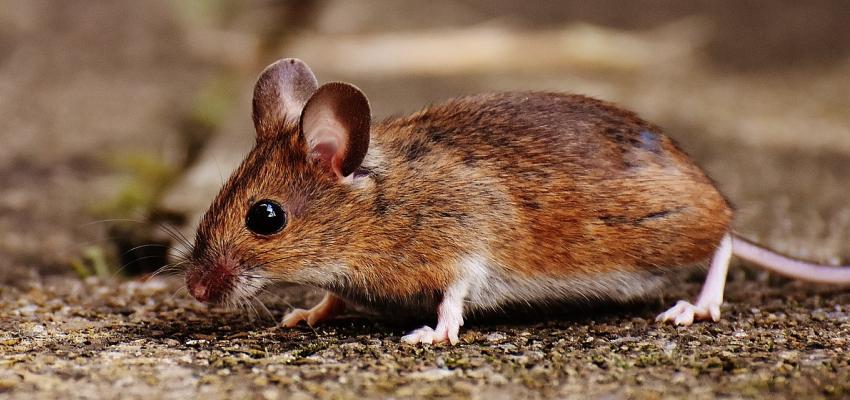 a house mouse