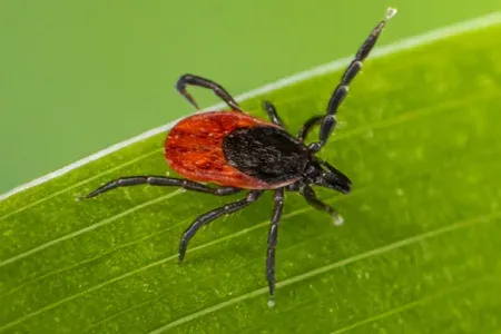 tick outside on grass