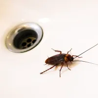roach coming out of a drain