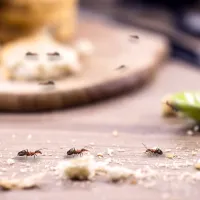 ants in the kitchen