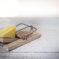 Mouse Trap - Snap Trap with Cheese as Bait