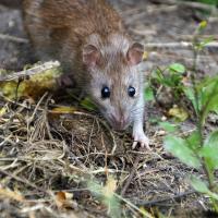 Norway Rat