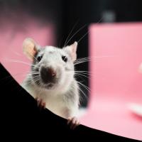 White rat sitting against pink background
