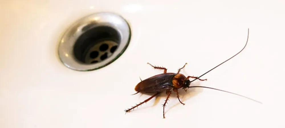 roach coming out of a drain