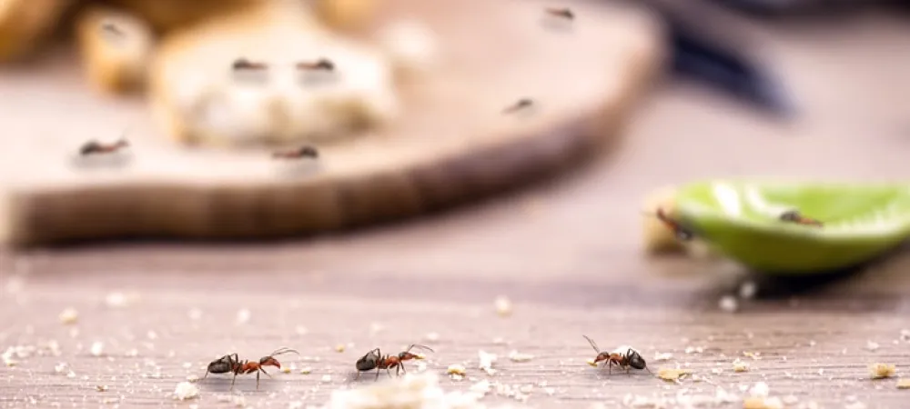 ants in the kitchen