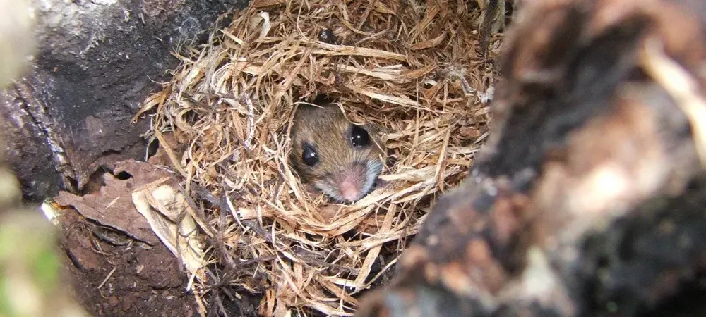 a mouse in a nest