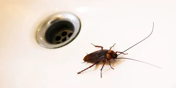 roach coming out of a drain