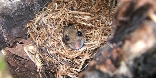 a mouse in a nest
