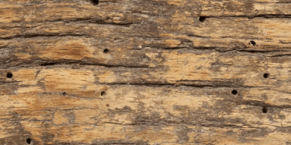 Termite damaged wood